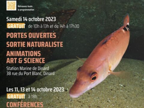 La Mer / Plonge – Instrumental enregistré à la Station marine de Dinard